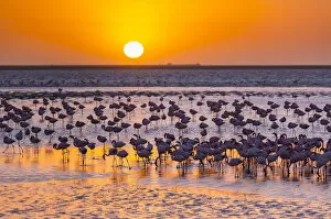 Flamingos Collection: Lesser flamingos (Phoeniconaias minor) wading in saltwater lagoon at sunset, Salinas
