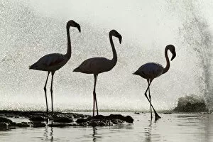 Flamingos Gallery: Three Lesser flamingos (Phoeniconaias minor) silhouetted in front of geyser, Lake