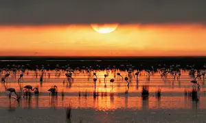 Phoenicopteridae Prints: Lesser flamingos (Phoeniconaias minor) flock feeding in shallow water at sunrise