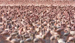 Tectonic Plates Prints: Lesser flamingos (Phoeniconaias minor) flock in Lake Bogoria, Rift valley, Kenya