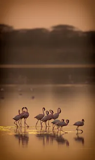 Phoeniconaias Prints: Lesser flamingos (Phoeniconaias minor) flock on lake at dawn, Lake Ndutu Tanzania