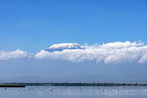 Tanzania Prints: Lesser flamingos (Phoeniconaias minor) flock wading in shallow water with Mount Kilimanjaro in background