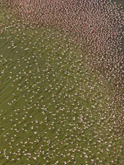 Lesser flamingos (Phoeniconaias minor) on Lake Bogoria, Kenya