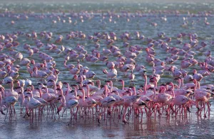Lesser flamingos (Phoeniconaias minor) wading in saltwater lagoon, Salinas, Walvis Bay