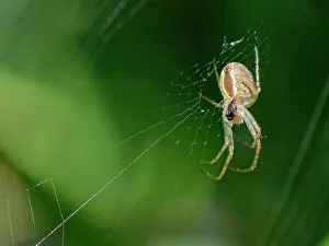 Negative Space Prints: Lesser garden spider (Metellina segmentata) on its web in a garden hedge