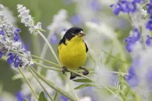 Lesser Goldfinch {Carduelis psaltria} black-backed male on Mealy sage (Salvia farinacea Lesser Goldfinch {Carduelis psaltria} black-backed male on Mealy sage (Salvia farinacea