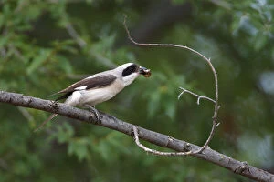 Images Dated 12th July 2009: Lesser grey shrike (Lanius minor) perched on branch with prey in beak, Bagerova Steppe