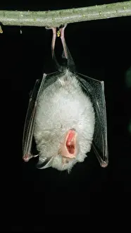 Black Background Prints: Lesser horseshoe bat (Rhinolophus hipposideros) hanging from a branch at night with mouth open