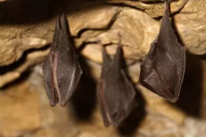 Lesser horseshoe bats (Rhinolophus hipposideros) in magnesium mine, Shropshire, England, UK, April