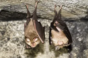 Two Lesser horseshoe bats (Rhinolophus hipposideros) roosting, Eastern Slovakia, Europe