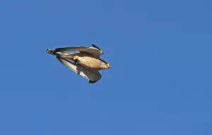 Lesser kestrel (Falco naumanni) male flying past during courtship with Mole cricket in its talons