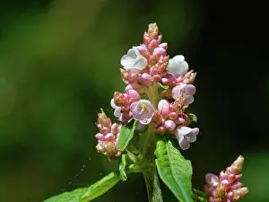 Alien Species Prints: Lesser knotweed (Persicaria campanulata) a Himalayan species naturalised in the UK