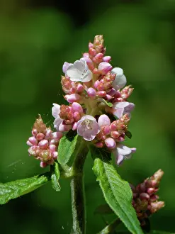 Alien Species Prints: Lesser knotweed (Persicaria campanulata) a Himalayan species naturalised in the UK
