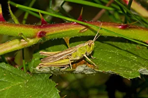 Orthoptera Prints: Lesser Marsh Grasshopper (Chorthippus albomarginatus) brown and green form Lewisham