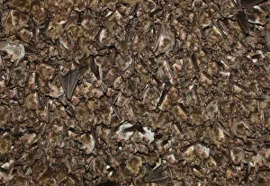 Images Dated 14th July 2009: Lesser mouse eared bat (Myotis blythii) colony roosting in cave, Bagerova Steppe