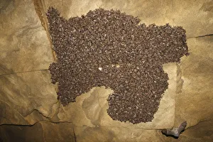 Grzegorz Lesniewski Prints: Lesser mouse eared bat (Myotis blythii) colony roosting in cave, Bagerova Steppe