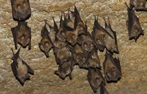 Lesser mouse eared bats (Myotis blythii) roosting in cave, Bagerova Steppe, Kerch Peninsula