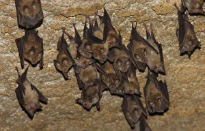 Grzegorz Lesniewski Prints: Lesser mouse eared bats (Myotis blythii) roosting in cave