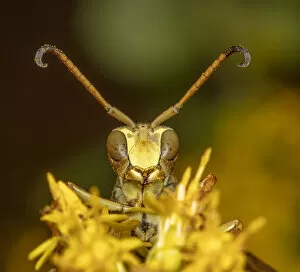 Images Dated 12th October 2021: Lesser paper wasp (Polistes dorsalis) on Goldenrod (Solidago sp)