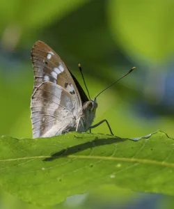 Antennae Gallery: Lesser purple emperor butterfly (Apatura ilia), sitting on a leaf, Finland, August