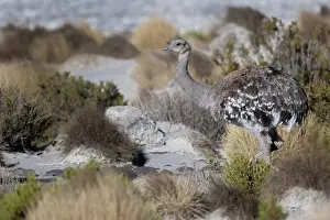 Camouflage Prints: Lesser rhea (Pterocnemia pennata) portrait