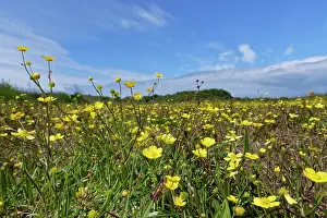 Ranunculaceae Prints: Lesser spearwort (Ranunculus flammula) flowering in a carpet on marshy coastal heathland