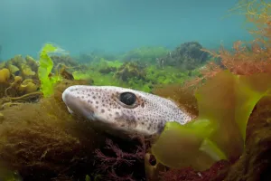 World Oceans Day 2021 Prints: Lesser spotted catshark / Dogfish shark (Scyliorhinus canicula) hiding amongst seaweeds