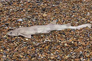 Cat Shark Prints: Lesser spotted dogfish (Scyliorhinus canicula) washed up on beach during a storm