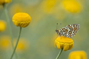 Adult Gallery: Lesser spotted fritillary (Melitaea trivia) adult at rest on yellow flower, Bulgaria