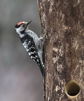 Lesser spotted woodpecker (Dendrocopos minor), male at nest hole, Finland, June