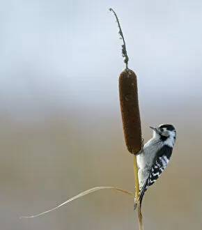 Images Dated 27th October 2012: Lesser Spotted Woodpecker (Dendrocopus minor) on bullrush, Uto Finland October