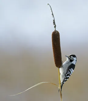Sedge Plants Prints: Lesser Spotted Woodpecker (Dendrocopus minor) on bullrush, Uto Finland October