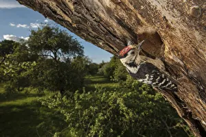 Lesser spotted woodpecker (Dryobates minor) male excavating nest hole in mature apple