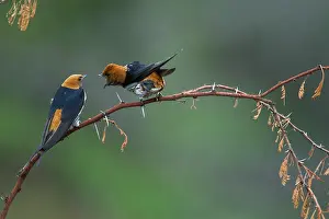 Face To Face Prints: Two Lesser striped swallows (Hirundo abyssinica) perched on branch