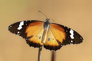 Papilionoidea Prints: Lesser wanderer butterfly (Danaus petilia) portrait