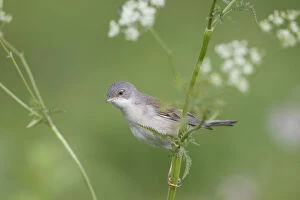 Images Dated 6th June 2009: Lesser whitethroat (Sylvia curruca) in breeding plumage, perched on Cow parsely