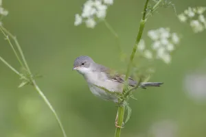 Umbelliferae Prints: Lesser whitethroat (Sylvia curruca) in breeding plumage, perched on Cow parsely