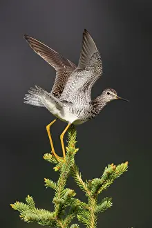 Treetop Prints: Lesser yellowlegs (Tringa flavipes) balancing at tip of Spruce (Picea sp)