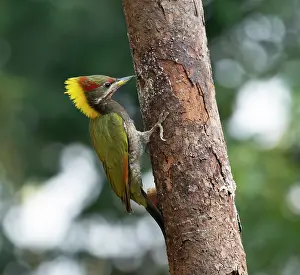 Uttarakhand Prints: Lesser yellownape (Picus chlorophus) perched on side of tree trunk