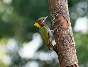 Uttarakhand Prints: Lesser yellownape (Picus chlorophus) perched on side of tree trunk
