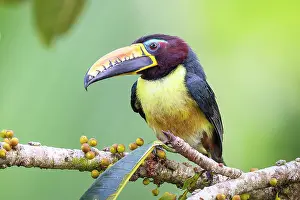 Ramphastidae Prints: Lettered aracari (Pteroglossus inscriptus) perched on branch