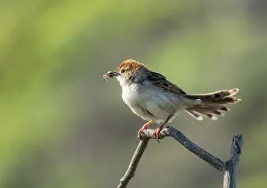 Prey Prints: Levaillant's cisticola (Cisticola tinniens) perched on a branch close to nest site with spider prey in beak