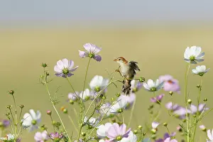 Warbler Prints: Levaillant's cisticola (Cisticola tinniens) perched among flowers