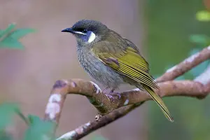 Meliphagidae Prints: Lewin's honeyeater (Meliphaga lewinii) perched on branch