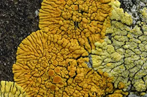 Lichen {Caloplaca verruculifera} Killard Point NNR, County Down, Northern Ireland