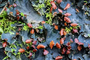 Damp Prints: Lichen (Peltigera membranacea), Monmouthshire, Wales, UK. December