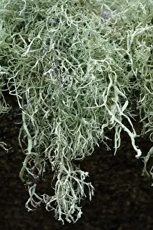 Rock Prints: Lichen (Ramalina sp.) on granite rocks, Gugh, St Agnes, Isles of Scilly, UK. September