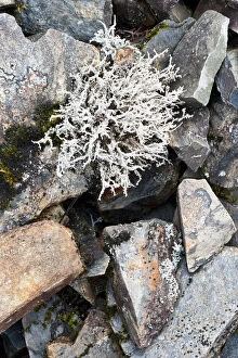 Lichen on rocks, Assynt Uplands, Scotland, UK, January