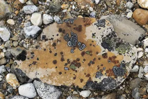 Images Dated 6th July 2011: Lichen on rocks on ground, Svalbard, Norway
