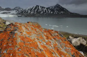 Images Dated 8th July 2011: Lichen (Xanthoria sp) growing on rocks by coastline, Svalbard, Norway